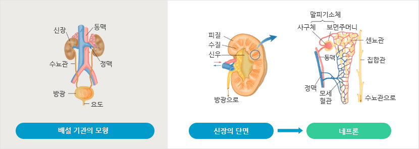 배설기관의 모형, 신장의 단면, 네프론의 구조